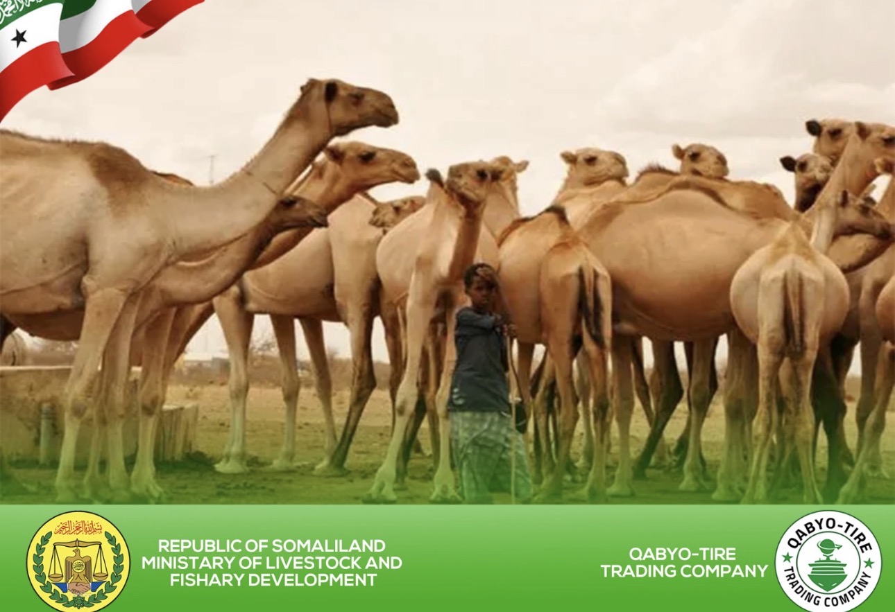 Premium camels for export by Qabyo-Tire Trading Company