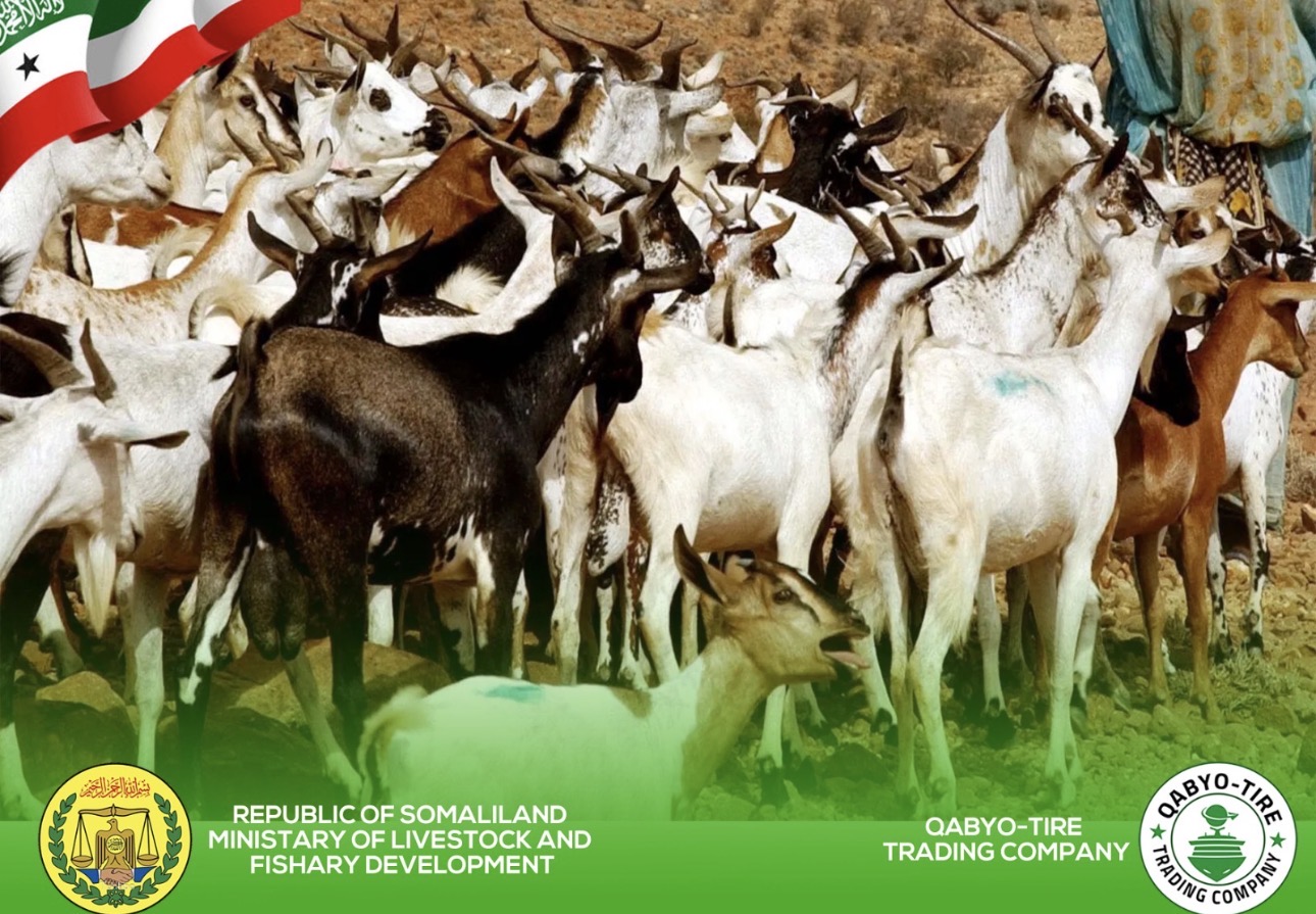 Premium quality goats by Qabyo-Tire Trading Company